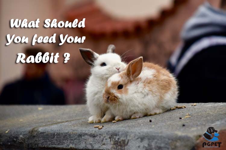 What should you feed your rabbit?